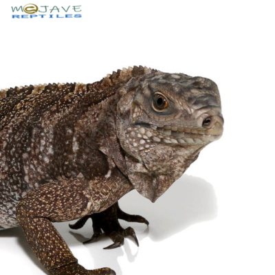 GRAND CAYMAN BLUE IGUANA FOR SALE