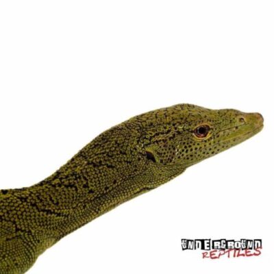 KORDENSIS GREEN TREE MONITOR FOR SALE