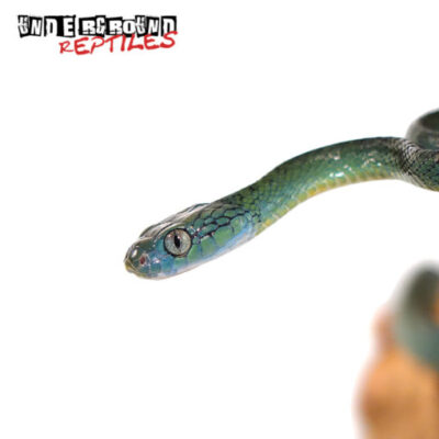 GREEN CAT EYE SNAKES FOR SALE