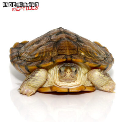  HYBINO RED EAR SLIDER TURTLES FOR SALE