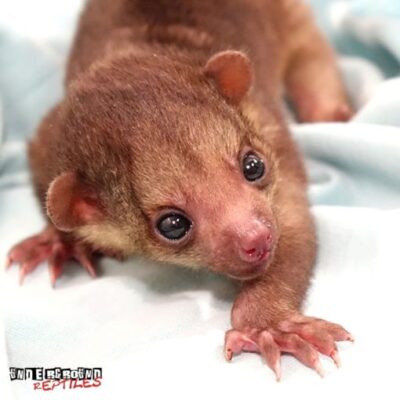 BABY KINKAJOU FOR SALE