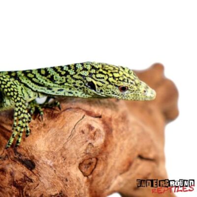 BABY KORDENSIS GREEN TREE MONITOR FOR SALE