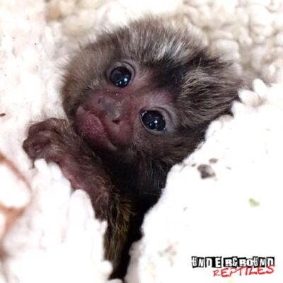 Baby Marmoset Monkey