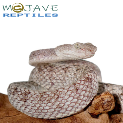 MCGREGORS PIT VIPERS FOR SALE