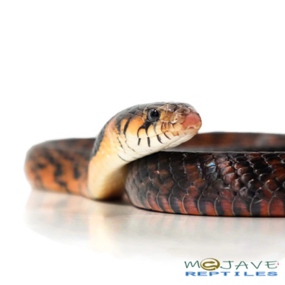 MEXICAN REDTAIL INDIGO AVAILABLE  FOR SALE