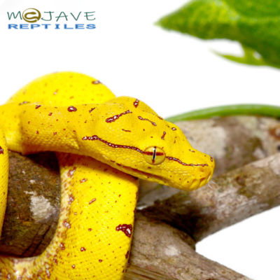 BABY MISOL GREEN TREE PYTHONS FOR SALE