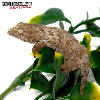 BABY MT KOGHIS LEACHIANUS GECKOS FOR SALE