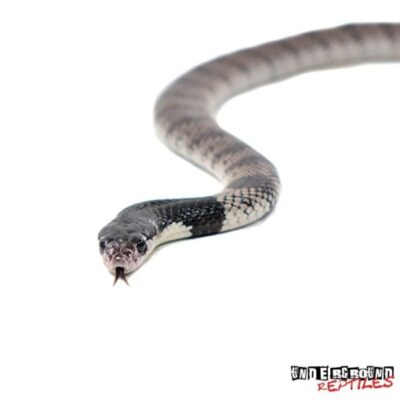Baby Nimibian Coral Cobra
