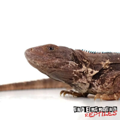 OAXACANA SPINY TAIL IGUANA FOR SALE