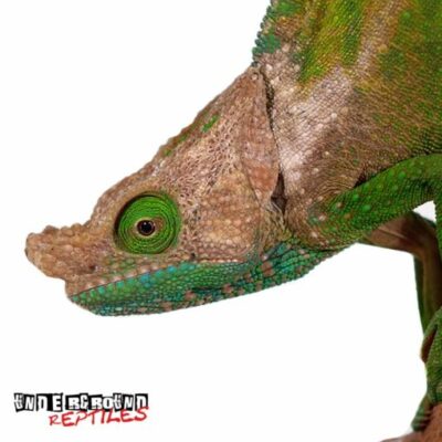 O’Shaughnessy’s Chameleon