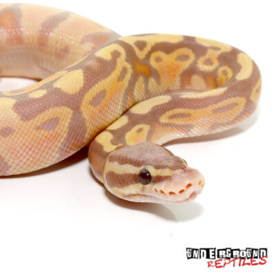BABY PASTEL BANANA BALL PYTHONS FOR SALE