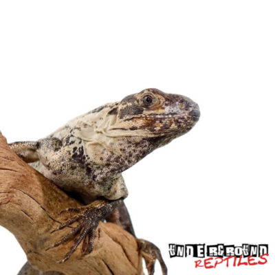 Pied Pectinata