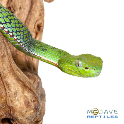 POPES BAMBOO PIT VIPERS FOR SALE