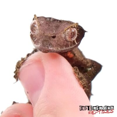 SATANIC LEAFTAIL GECKO FOR SALE