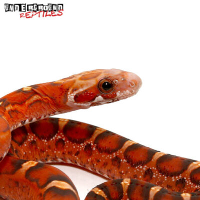 BABY BLOOD RED SCALELESS CORNSNAKE FOR SALE