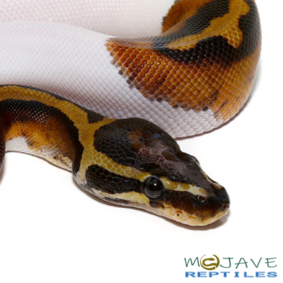 BABY SCALELESS HEAD PIED BALL PYTHONS FOR SALE