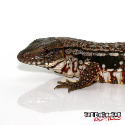 SNOWMAKER TEGUS FOR SALE