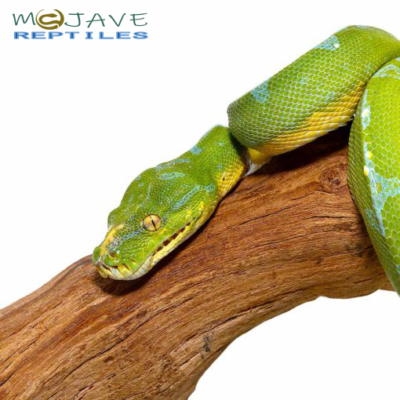SORONG GREEN TREE PYTHON FOR SALE