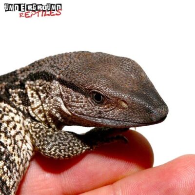 BABY SOUTH AFRICAN WHITE THROAT MONITORS FOR SALE