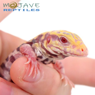 BABY ALBINO TIGER ICE TEGUS FOR SALE