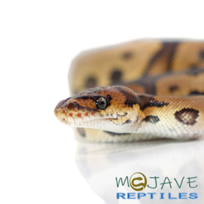 BABY LEOPARD BLADE CLOWN BALL PYTHONS FOR SALE