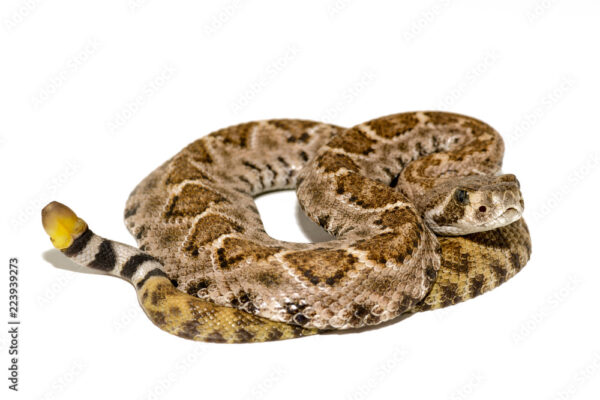 WESTERN DIAMONDBACK RATTLESNAKE FOR SALE