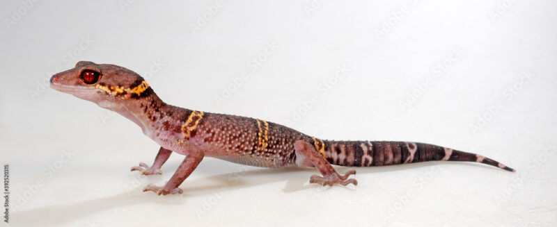 HUULIENSIS CAVE GECKO PAIR FOR SALE