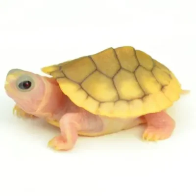 CARAMEL PINK ALBINO RED EAR SLIDER TURTLE FOR SALE