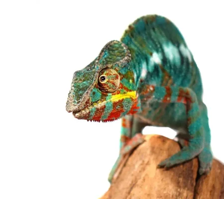 BERMANJA PANTHER CHAMELEON FOR SALE.