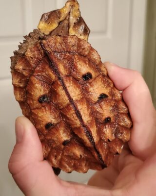 PERUVIAN HIGH RED MATA MATA TURTLES FOR SALE