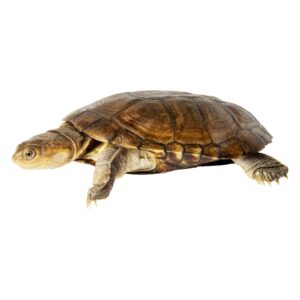 Turtles For Sale