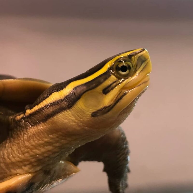 SULAWESI ASIAN BOX TURTLES FOR SALE Reptiles for sale