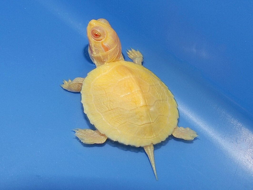 SNOW ALBINO RED EAR SLIDER TURTLE FOR SALE - Reptiles for sale