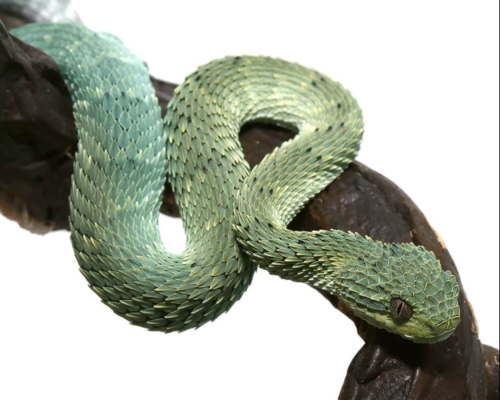 ADULT BLUE CROWN GREEN SQUAMIGERA BUSH VIPERS FOR SALE