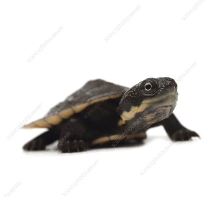 BABY SAW SHELLED TURTLE FOR SALE