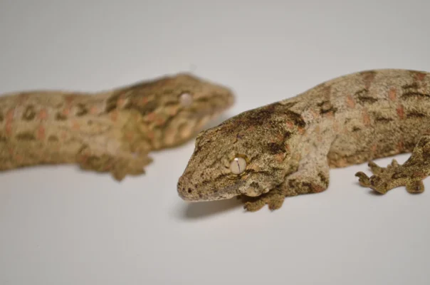 BABY OFFSHORE LEACHIANUS GECKOS FOR SALE