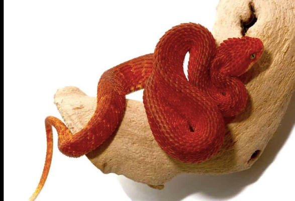 BABY RED SQUAMIGERA BUSH VIPERS FOR SALE