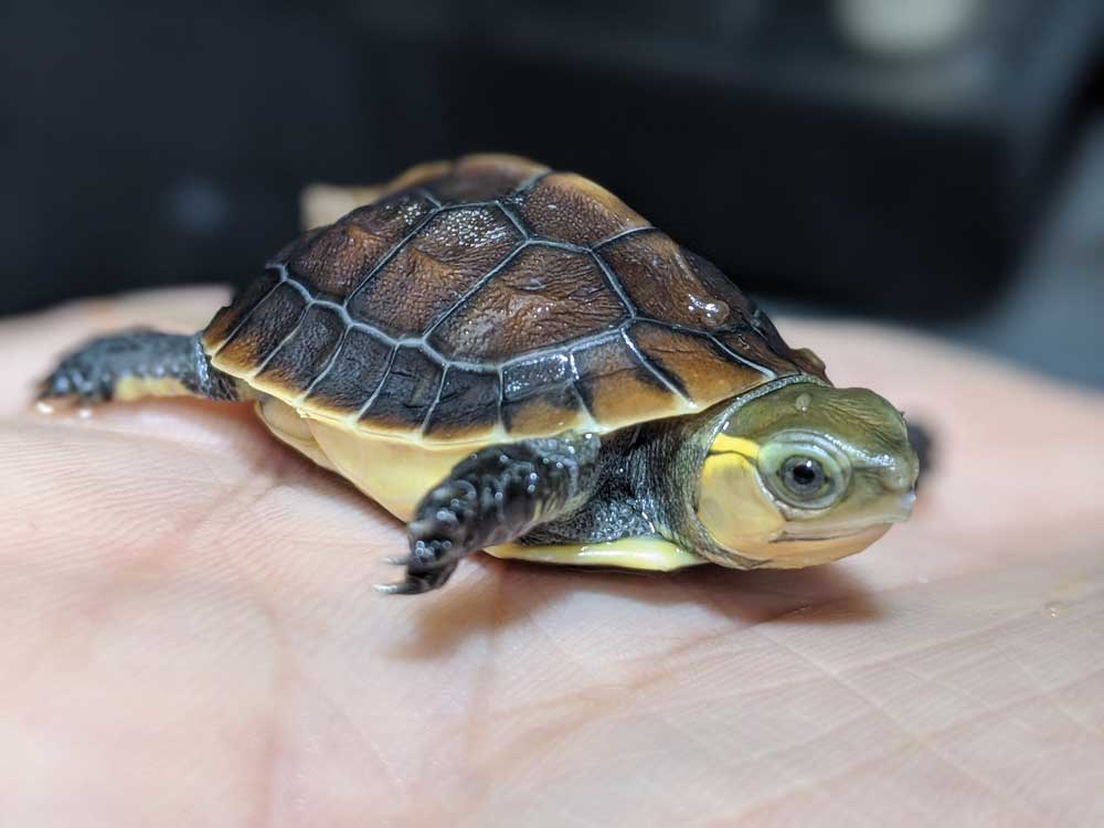 BABY ASIAN BOX TURTLES FOR SALE - Reptiles for sale