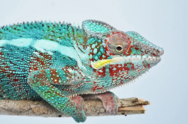 ADULT PANTHER CHAMELEONS FOR SALE