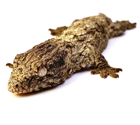 BABY MT KOGHIS LEACHIANUS GECKOS FOR SALE
