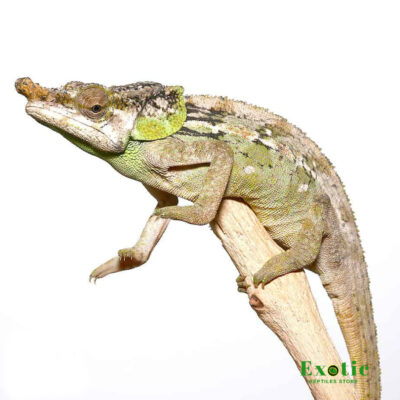 MALTHE’S GREEN EARED CHAMELEON FOR SALE