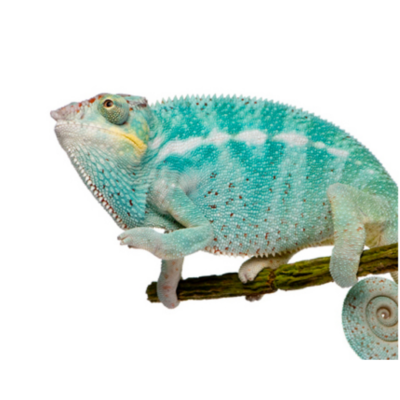 6-8 INCH NOSY BE PANTHER CHAMELEON GECKOS FOR SALE
