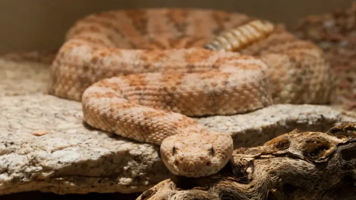 SPECKLED RATTLESNAKE FOR SALE