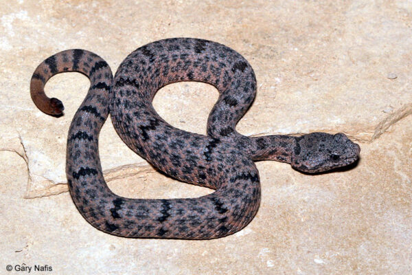 WE HAVE MOTTLED ROCK RATTLESNAKES FOR SALE