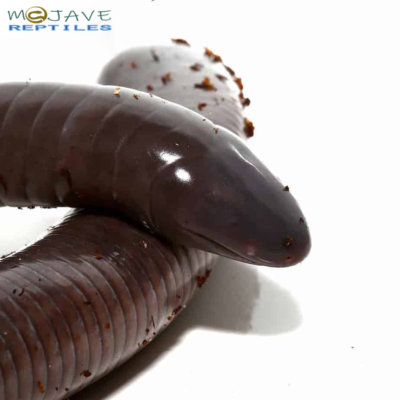 ADULT GIANT MEXICAN CAECILIANS FOR SALE