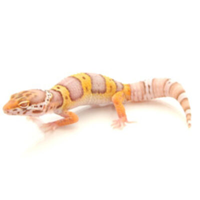 BABY ALBINO LEOPARD GECKO FOR SALE