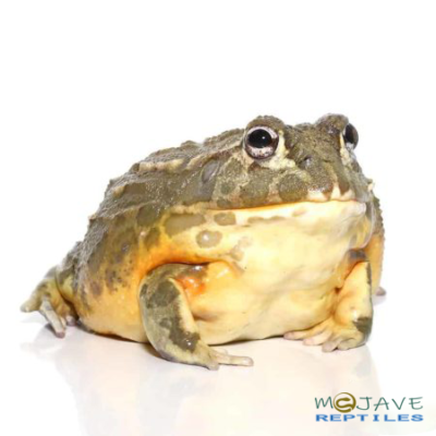 HAVE ADULT GIANT PIXIE FROGS FOR SALE