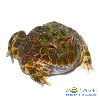 ADULT ORNATE PACMAN FROGS FOR SALE