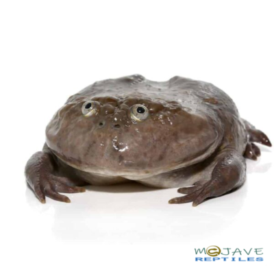 SUB-ADULT BUDGETT'S FROGS FOR SALE