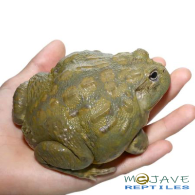 ADULT MALE GIANT PIXIE FROGS FOR SALE